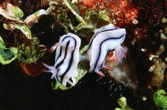 Toothpaste Nudibranchs (Chromodoris lochi) Toothpaste Nudibranchs (Chromodoris lochi)