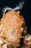Helgerda Nudibranch (Helgerda sp.) Helgerda Nudibranch (Helgerda sp.)