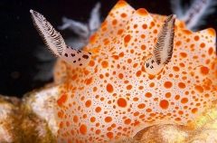 Helgerda Nudibranch (Helgerda sp.) Helgerda Nudibranch (Helgerda sp.)