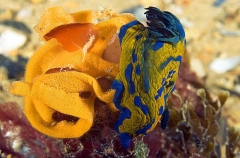 Vercon's Nudibranch (Tambja verconis) Vercon's Nudibranch (Tambja verconis)