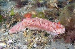 Short-tailed Nudibranch (Ceratosoma brevicaudatum) Short-tailed Nudibranch (Ceratosoma brevicaudatum)