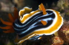 Magnificent Nudibranch (Chromodoris magnifica) Magnificent Nudibranch (Chromodoris magnifica)