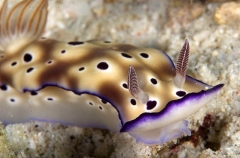 Tryon's Nudibranch (Rispecia tryoni) Tryon's Nudibranch (Rispecia tryoni)