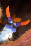 Purple-lined Nudibranch (Nembrotha purpureolineolata) Purple-lined Nudibranch (Nembrotha purpureolineolata)