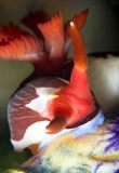 Red-gilled Nudibranch (Nembrotha rutilans) Red-gilled Nudibranch (Nembrotha rutilans)
