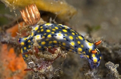 Painted Nudibranch (Hypselodoris infucata) Painted Nudibranch (Hypselodoris infucata)