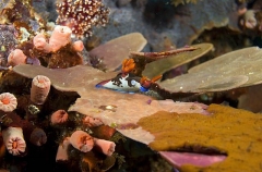 Red-gilled Nudibranch (Nembrotha rutilans) Red-gilled Nudibranch (Nembrotha rutilans)