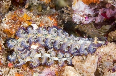 Elegant Nudibranch (Montereina concinna ) Elegant Nudibranch (Montereina concinna )