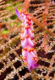 Fire Nudibranch (Cuthona sibogae) Fire Nudibranch (Cuthona sibogae)