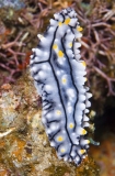 Lined Nudibranch (Phyllidia varicosa) Lined Nudibranch (Phyllidia varicosa)