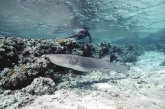 Tawny Nurse Shark (Nebrius ferrugineus) Tawny Nurse Shark (Nebrius ferrugineus)
