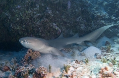 Tawny Nurse Shark (Nebrius ferrugineus) Tawny Nurse Shark (Nebrius ferrugineus)