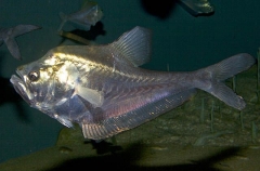 Nurseryfish (Kurtus gulliveri)