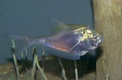 Nurseryfish (Kurtus gulliveri) Nurseryfish (Kurtus gulliveri)