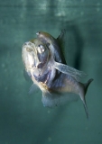 Nurseryfish (Kurtus gulliveri) Nurseryfish (Kurtus gulliveri)