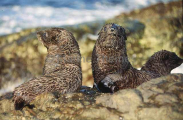 New Zealand Fur Seal (Arctocephalus forsteri) New Zealand Fur Seal (Arctocephalus forsteri)