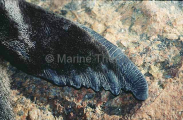 New Zealand Fur Seal (Arctocephalus forsteri) New Zealand Fur Seal (Arctocephalus forsteri)