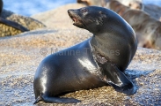 New Zealand Fur Seal (Arctocephalus forsteri) New Zealand Fur Seal (Arctocephalus forsteri)