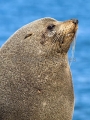 New Zealand Fur Seal (Arctocephalus forsteri) New Zealand Fur Seal (Arctocephalus forsteri)