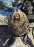 New Zealand Fur Seal (Arctocephalus forsteri) New Zealand Fur Seal (Arctocephalus forsteri)