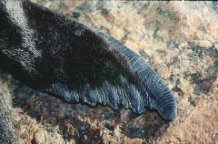New Zealand Fur Seal (Arctocephalus forsteri)