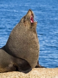 New Zealand Fur Seal (Arctocephalus forsteri) New Zealand Fur Seal (Arctocephalus forsteri)