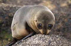 New Zealand Fur Seal (Arctocephalus forsteri)