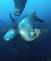 New Zealand Fur Seal (Arctocephalus forsteri) New Zealand Fur Seal (Arctocephalus forsteri)