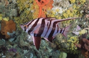 Old Wife (Enoplosus armatus) Old Wife (Enoplosus armatus)