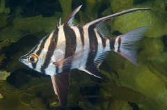 Old Wife (Enoplosus armatus) Old Wife (Enoplosus armatus)
