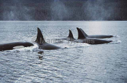 Killer Whales (Orcinus orca) Killer Whales (Orcinus orca)