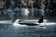 Killer Whales (Orcinus orca) Killer Whales (Orcinus orca)