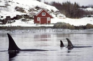 Killer Whales (Orcinus orca) Killer Whales (Orcinus orca)