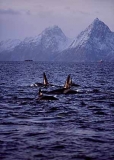 Killer Whales (Orcinus orca) Killer Whales (Orcinus orca)