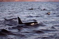 Killer Whales (Orcinus orca) Killer Whales (Orcinus orca)