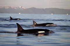 Killer Whales (Orcinus orca) Killer Whales (Orcinus orca)