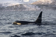Killer Whale (Orcinus orca) Killer Whale (Orcinus orca)