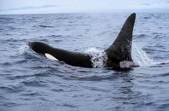 Killer Whale (Orcinus orca) Killer Whale (Orcinus orca)