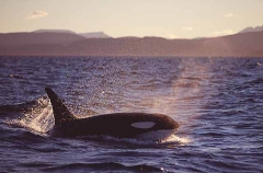 Killer Whale (Orcinus orca) Killer Whale (Orcinus orca)