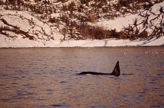 Killer Whale (Orcinus orca) Killer Whale (Orcinus orca)