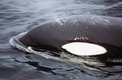 Killer Whale (Orcinus orca) Killer Whale (Orcinus orca)