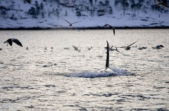 Killer Whale (Orcinus orca) Killer Whale (Orcinus orca)