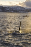 Killer Whale (Orcinus orca) Killer Whale (Orcinus orca)
