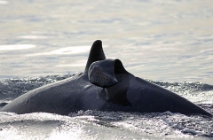 Killer Whale (Orcinus orca) Killer Whale (Orcinus orca)