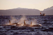 Killer Whales (Orcinus orca) Killer Whales (Orcinus orca)