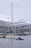 Killer Whale (Orcinus orca) Killer Whale (Orcinus orca)