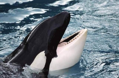 Orca or Killer Whale (Orcinus orca)