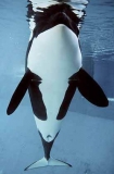 Orca or Killer Whale (Orcinus orca) Orca or Killer Whale (Orcinus orca)