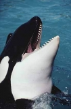 Killer Whale (Orcinus orca) Killer Whale (Orcinus orca)