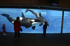 Killer Whales (Orcinus orca) Killer Whales (Orcinus orca)